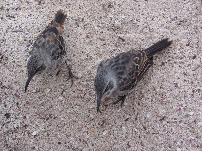 birds birds sand